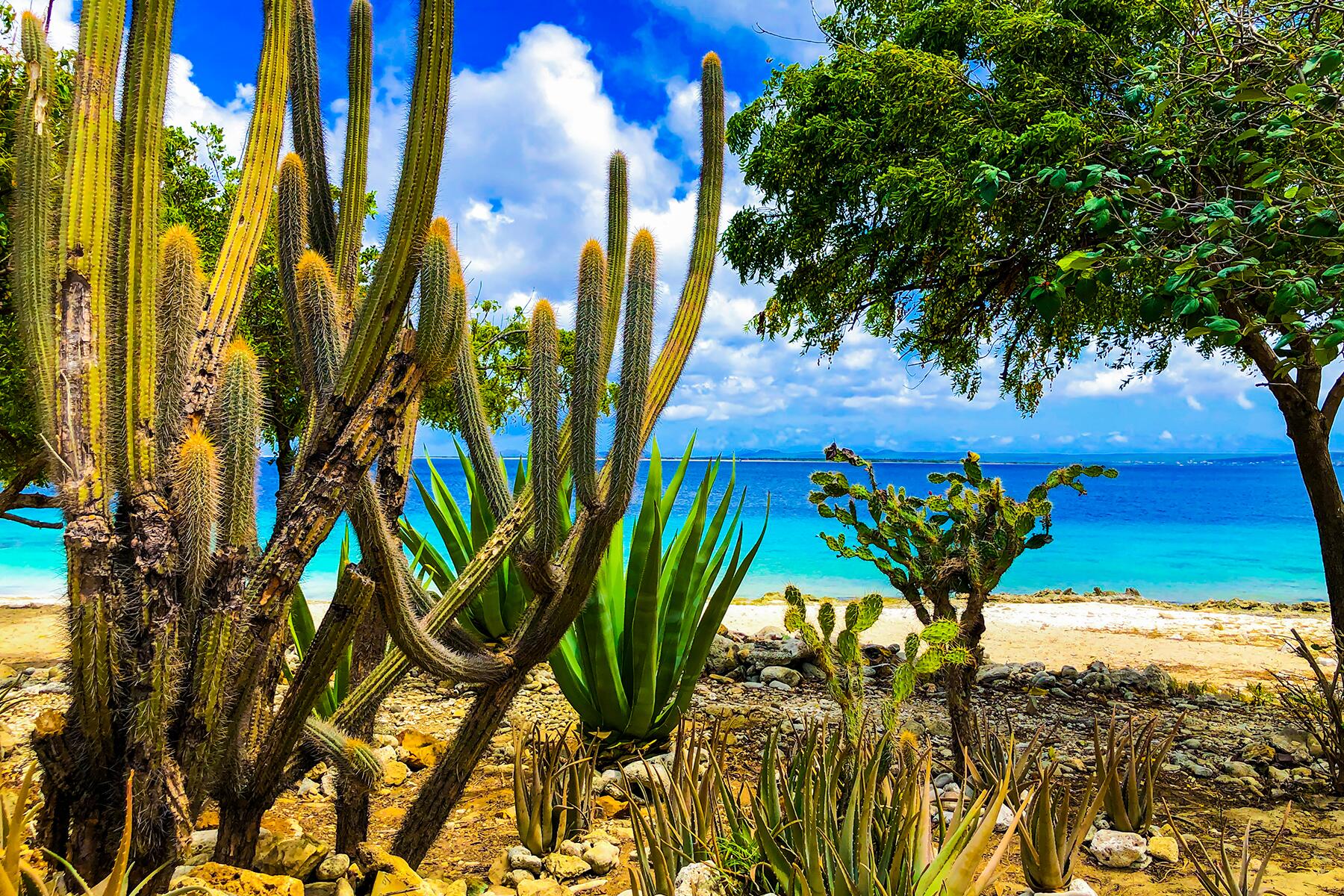 1-BONAIRE-Bonaire beach with cacti