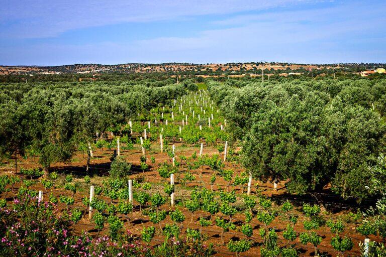 <a href='https://www.fodors.com/world/africa-and-middle-east/morocco/experiences/news/photos/best-wine-tasting-and-vineyards-in-morocco#'>From &quot;The Best Places for Wine Tasting in Morocco: Le Val d’Argan&quot;</a>