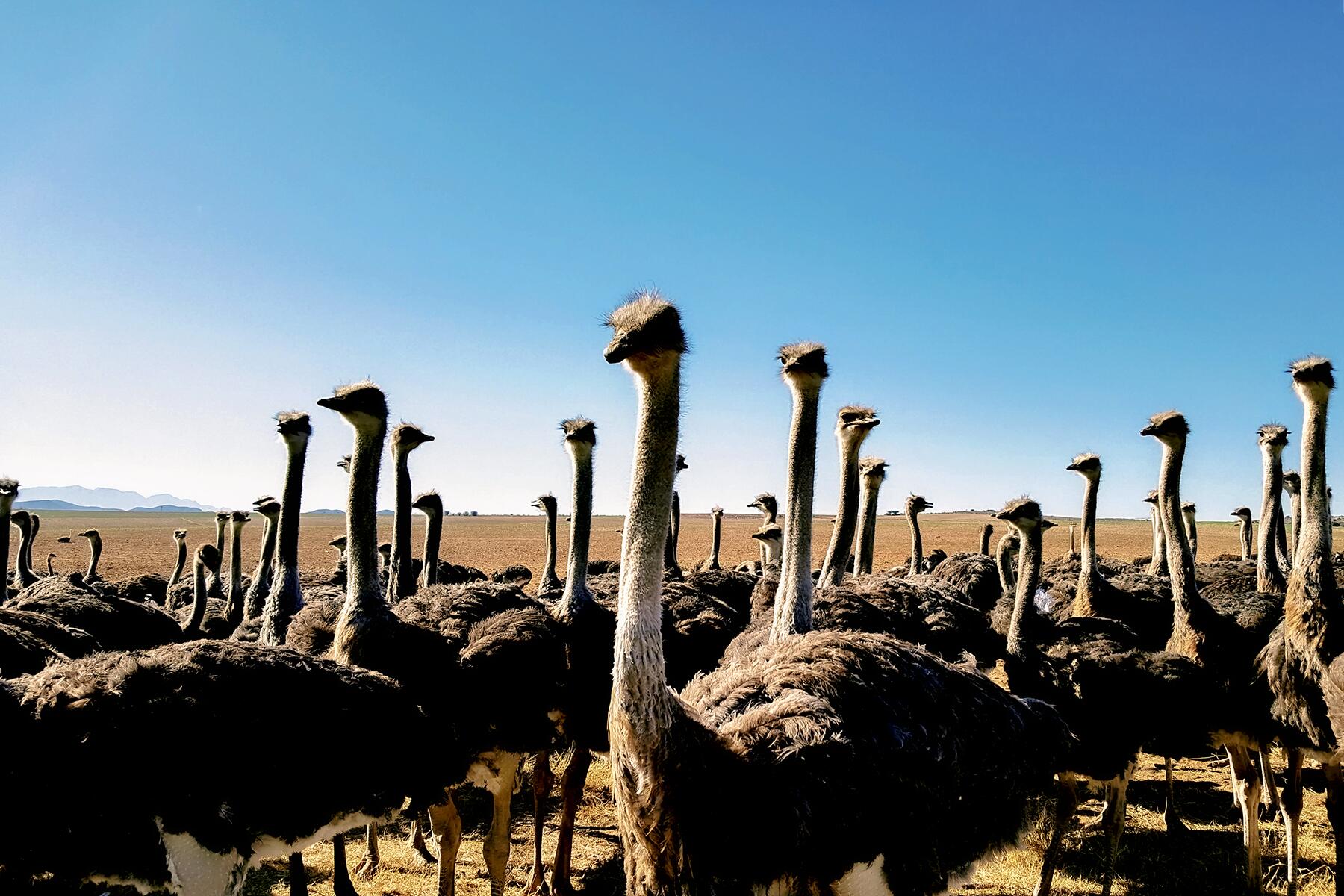 If You Love Ostriches, Don’t Skip South Africa’s Oudtshoorn