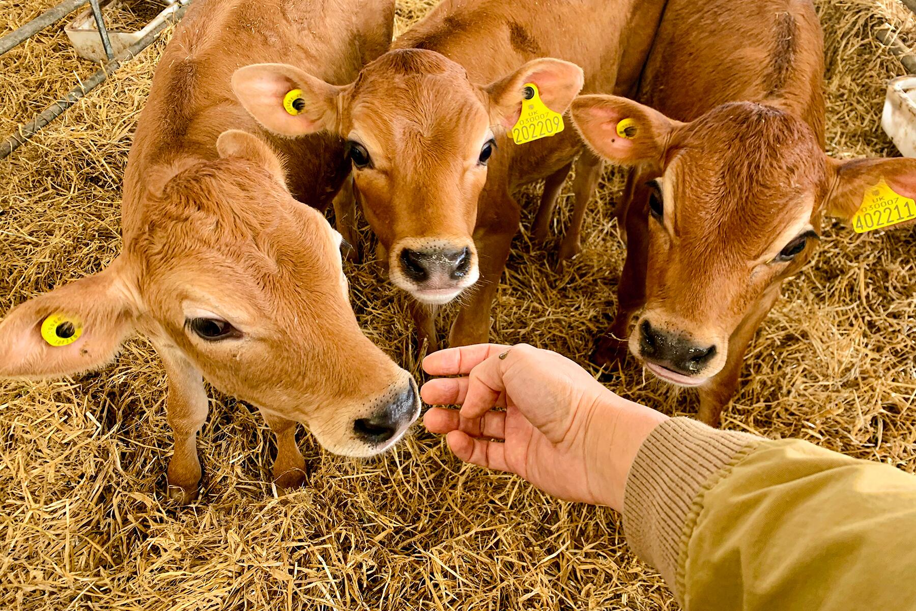 The Best Things to Do on Isle of Jersey, Channel Islands