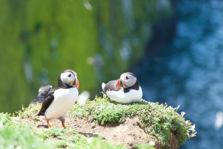 <a href='https://www.fodors.com/world/europe/england/experiences/news/photos/best-islands-to-visit-in-the-united-kingdom#'>From &quot;12 Stunning Islands in the United Kingdom You’ve Never Heard Of: Skomer Island&quot;</a>