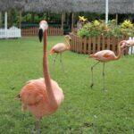<a href='https://www.fodors.com/world/caribbean/bahamas/experiences/news/photos/20-ultimate-things-to-do-in-the-bahamas#'>From &quot;25 Ultimate Things to Do in the Bahamas: Comingle With Flamingos&quot;</a>