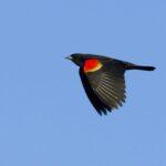 <a href='https://www.fodors.com/world/caribbean/bahamas/experiences/news/photos/20-ultimate-things-to-do-in-the-bahamas#'>From &quot;25 Ultimate Things to Do in the Bahamas: Go Birding at Lucayan National Park &quot;</a>