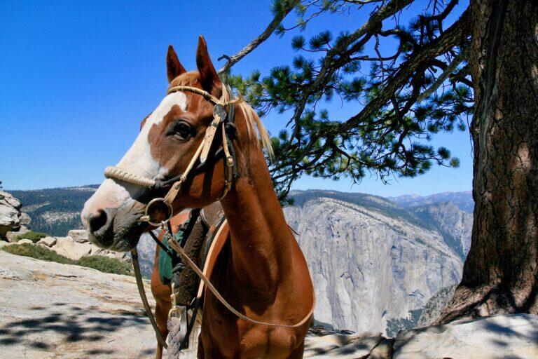 <a href='https://www.fodors.com/world/north-america/usa/california/experiences/news/photos/day-trips-and-places-to-explore-near-yosemite-national-park#'>From &quot;Heading to Yosemite? Check Out These Unexpected Day Trips While Visiting the Park: Horseback Riding&quot;</a>