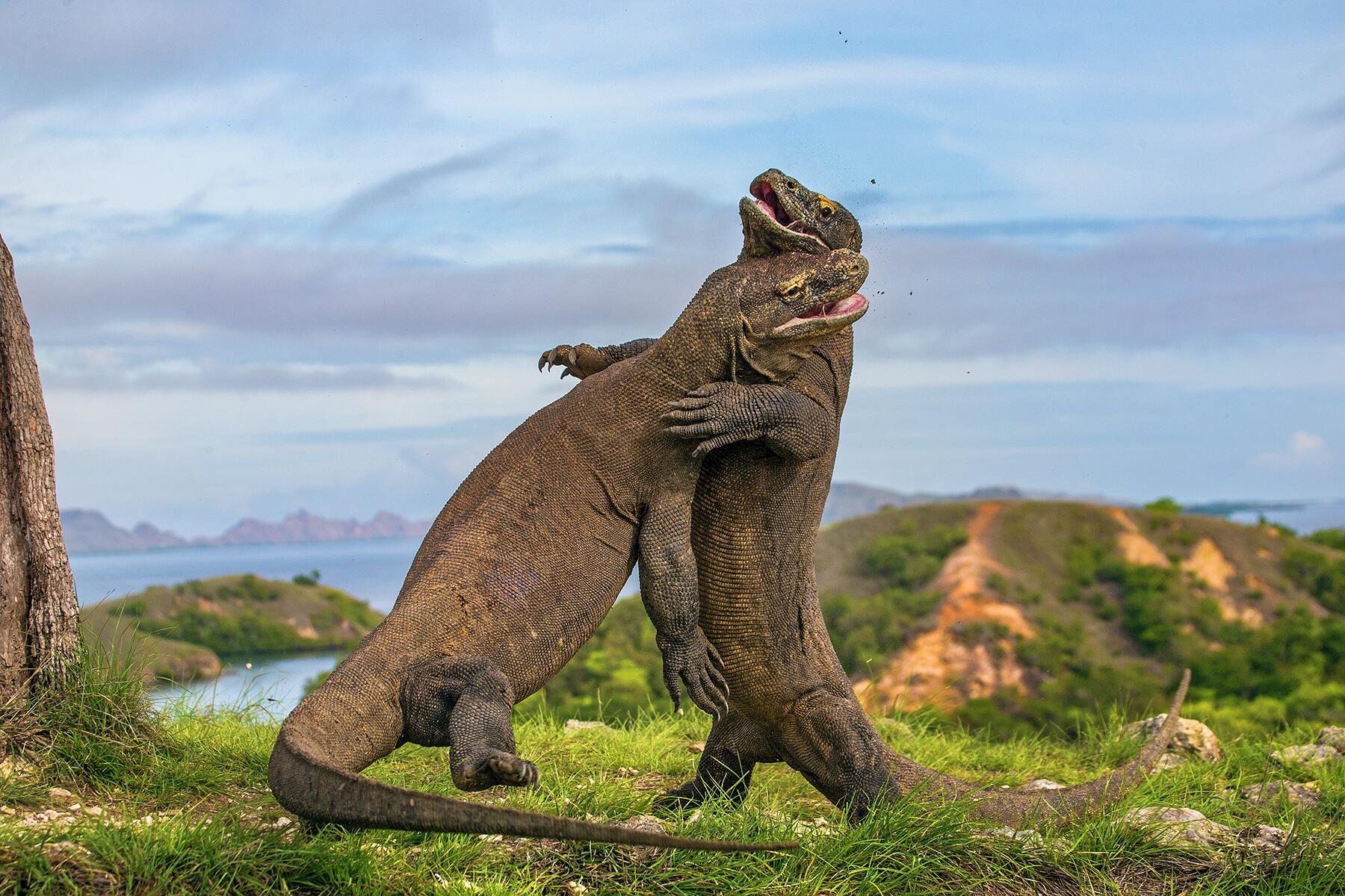 <a href='https://www.fodors.com/world/asia/indonesia/experiences/news/photos/12-alternative-destinations-to-bali-indonesia#'>From &quot;Bali's Overcrowded. We Recommend These 12 Destinations Instead: Komodo National Park   &quot;</a>