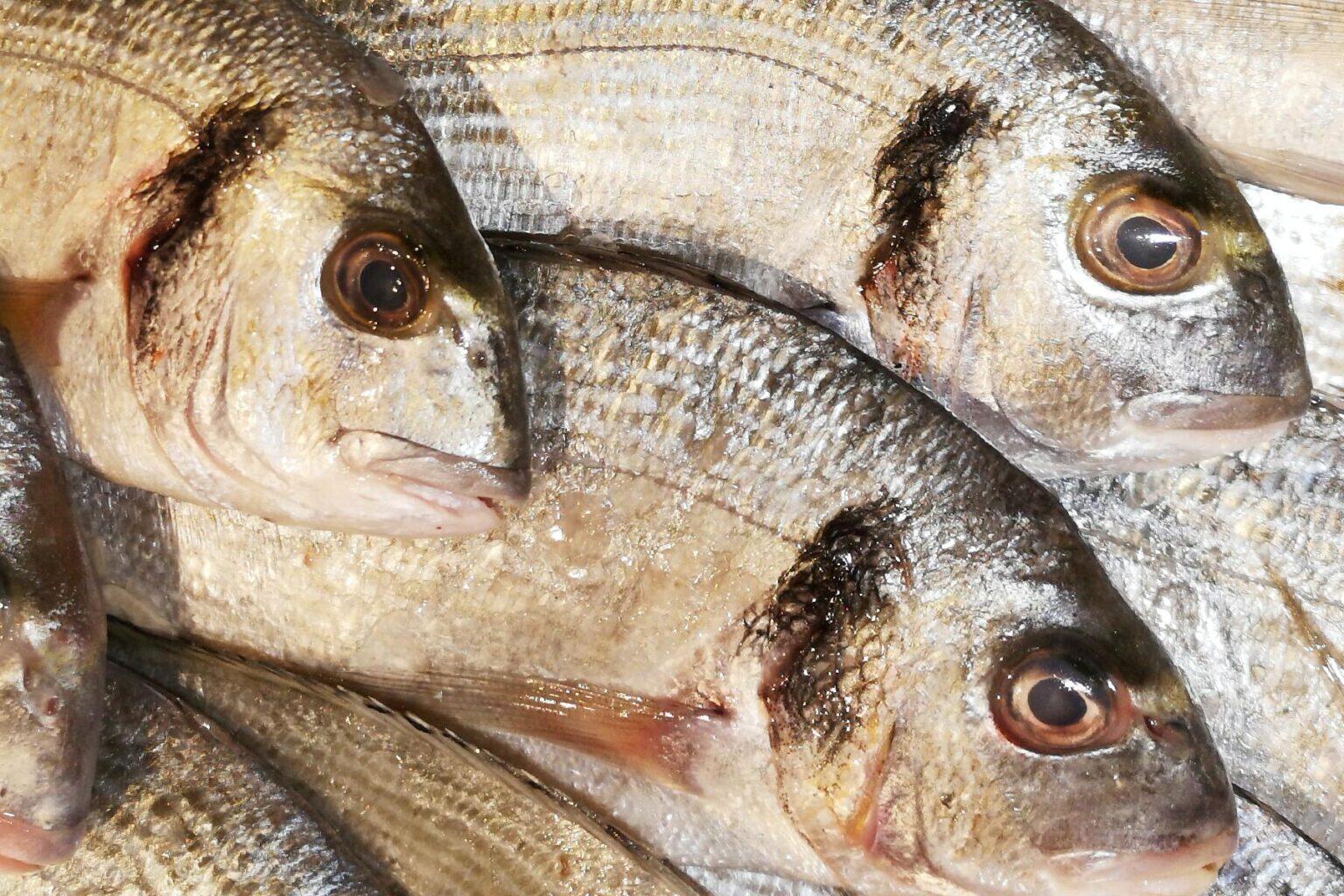 Thousands of Dead Fish Washed up on Texas' Gulf Shore Beaches