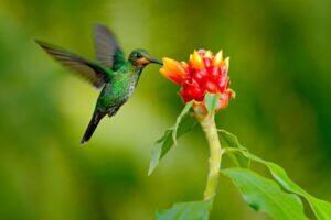 Meet the ‘Birdgirl’ Who’s Trying to See Every Type of Hummingbird in the World