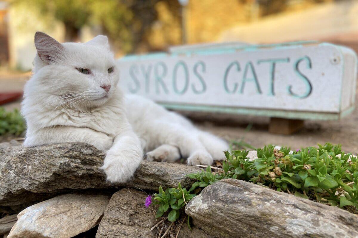 Syros Cats in Greece Is Perfect for Beach Goers and Cat Lovers