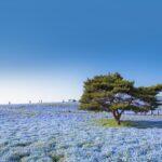 <a href='https://www.fodors.com/world/asia/japan/experiences/news/photos/best-day-trips-to-take-from-tokyo#'>From &quot;The 14 Best Day Trips to Take From Tokyo: Hitachi Seaside Park&quot;</a>