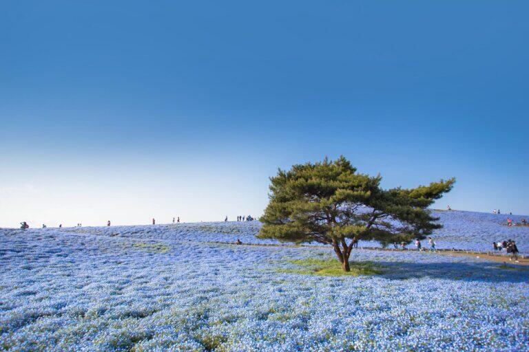 <a href='https://www.fodors.com/world/asia/japan/experiences/news/photos/best-day-trips-to-take-from-tokyo#'>From &quot;The 14 Best Day Trips to Take From Tokyo: Hitachi Seaside Park&quot;</a>