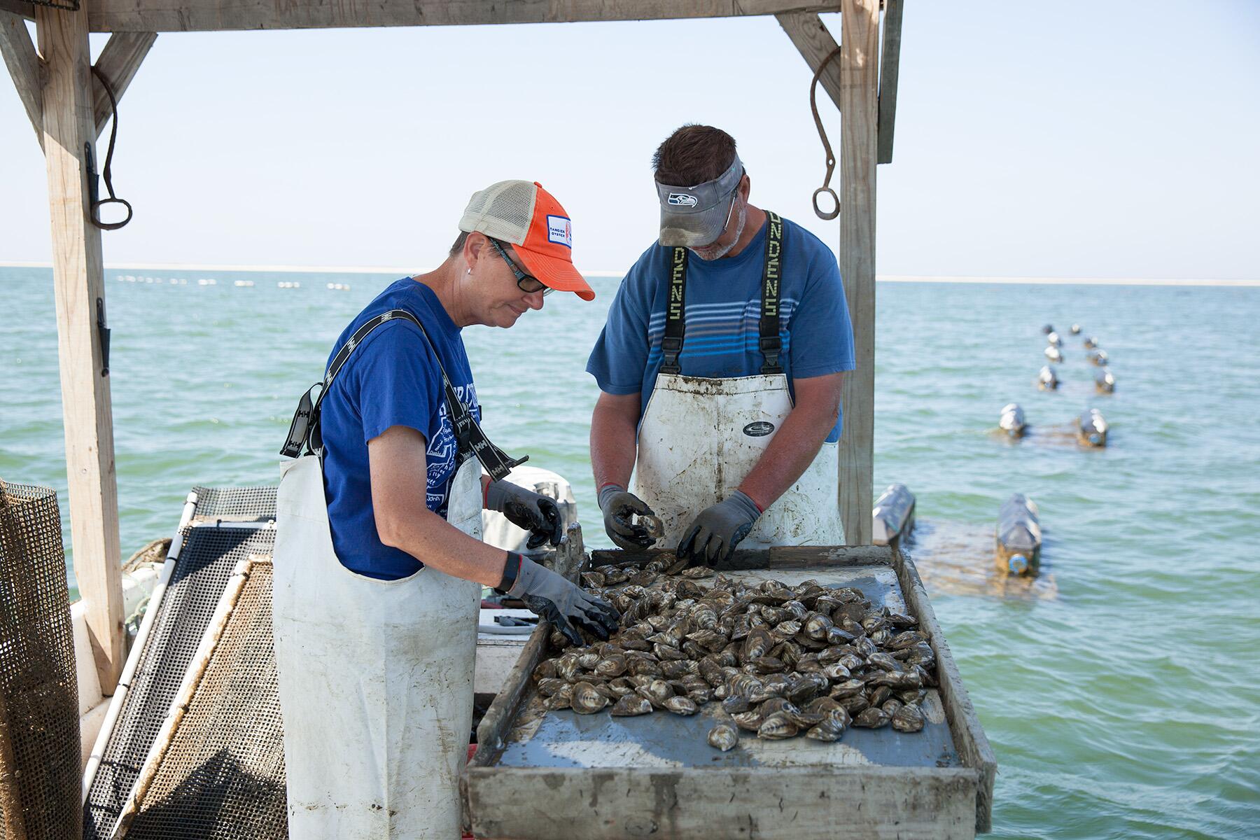 Virginia's Tangier Island Will Be Underwater in 50 Years