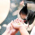 <a href='https://www.fodors.com/world/europe/italy/venice/experiences/news/photos/dont-do-these-things-in-venice-italy#'>From &quot;10 Things You Should NEVER Do if Visiting Venice: Don’t Feed the Pigeons&quot;</a>