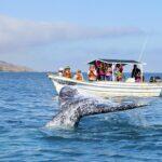 <a href='https://www.fodors.com/world/mexico-and-central-america/mexico/los-cabos/experiences/news/photos/best-outdoor-activities-and-things-to-do-in-los-cabos#'>From &quot;The 10 Best Outdoor Activities in Los Cabos: Spotting Majestic Whales From December to April&quot;</a>