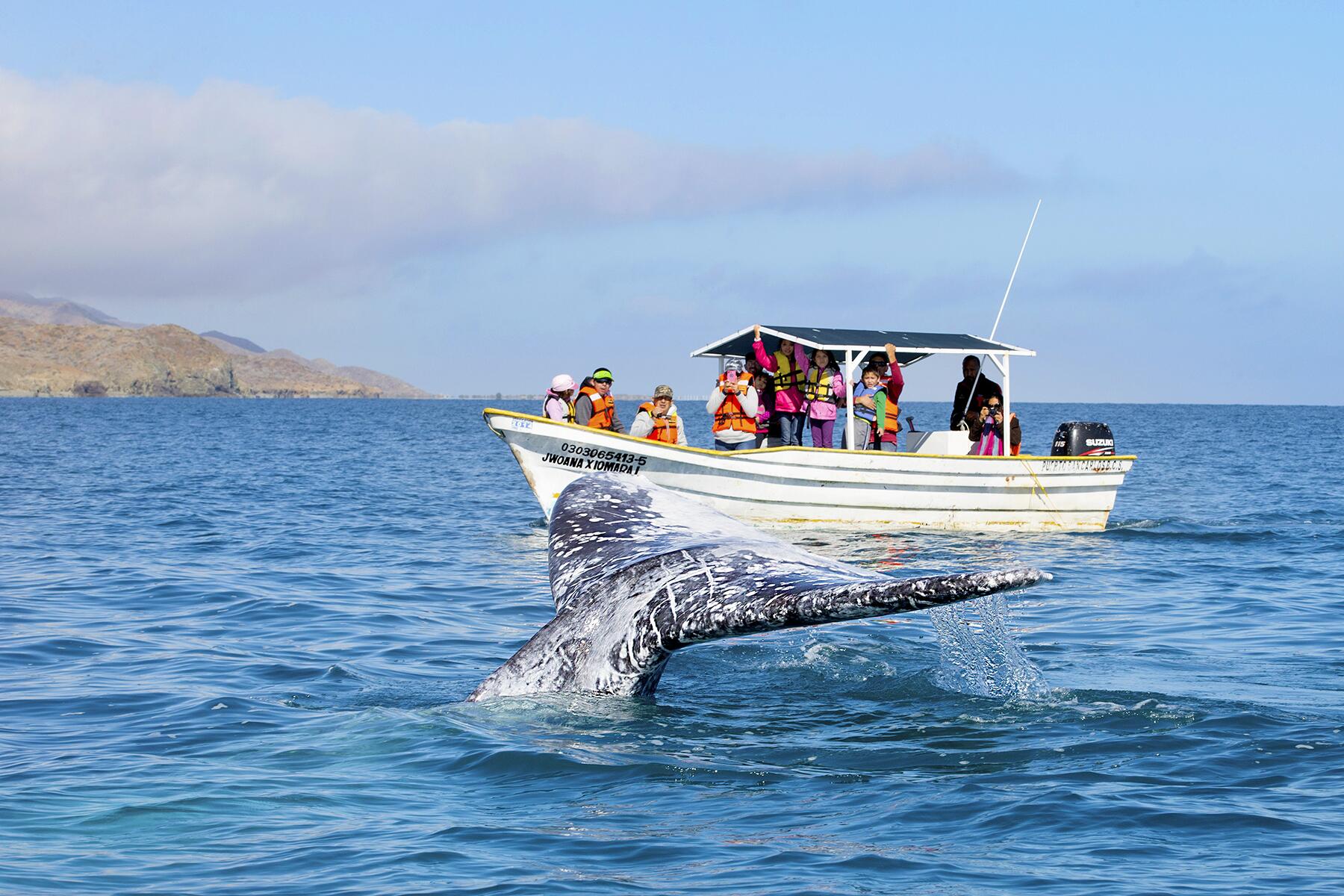 <a href='https://www.fodors.com/world/mexico-and-central-america/mexico/los-cabos/experiences/news/photos/best-outdoor-activities-and-things-to-do-in-los-cabos#'>From &quot;The 10 Best Outdoor Activities in Los Cabos: Spotting Majestic Whales From December to April&quot;</a>