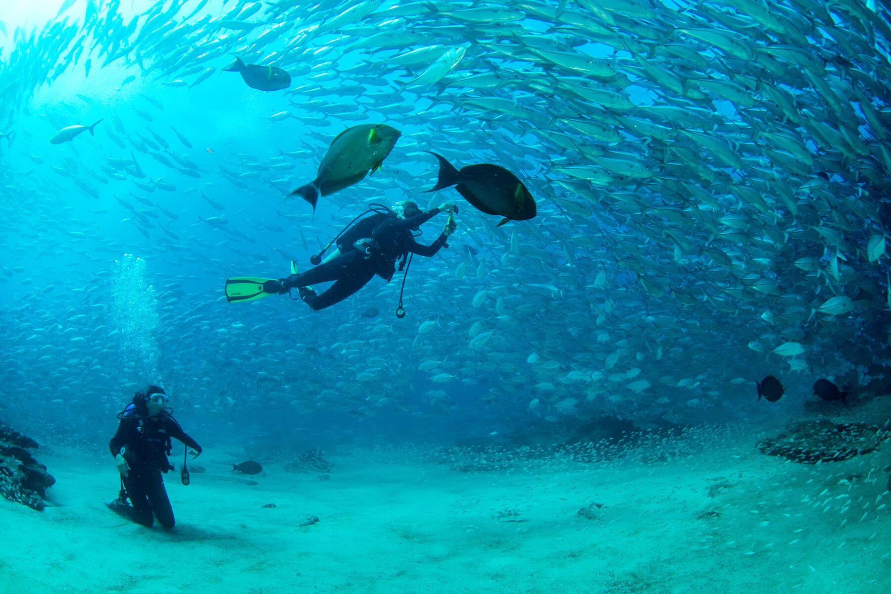 <a href='https://www.fodors.com/world/mexico-and-central-america/mexico/los-cabos/experiences/news/photos/best-outdoor-activities-and-things-to-do-in-los-cabos#'>From &quot;The 10 Best Outdoor Activities in Los Cabos: Diving at Cabo Pulmo&quot;</a>