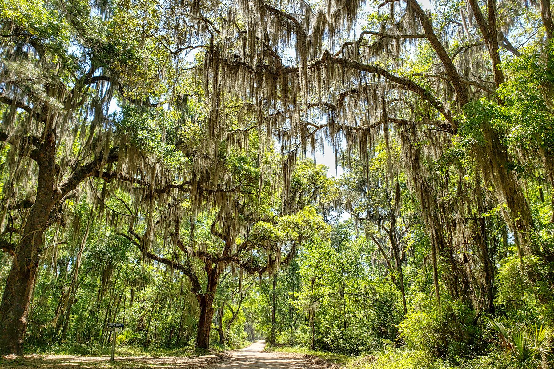 <a href='https://www.fodors.com/world/north-america/usa/south-carolina/charleston/experiences/news/photos/the-best-day-trips-to-take-from-charleston-south-carolina#'>From &quot;The 10 Best Day Trips From Charleston: Daufuskie Island&quot;</a>