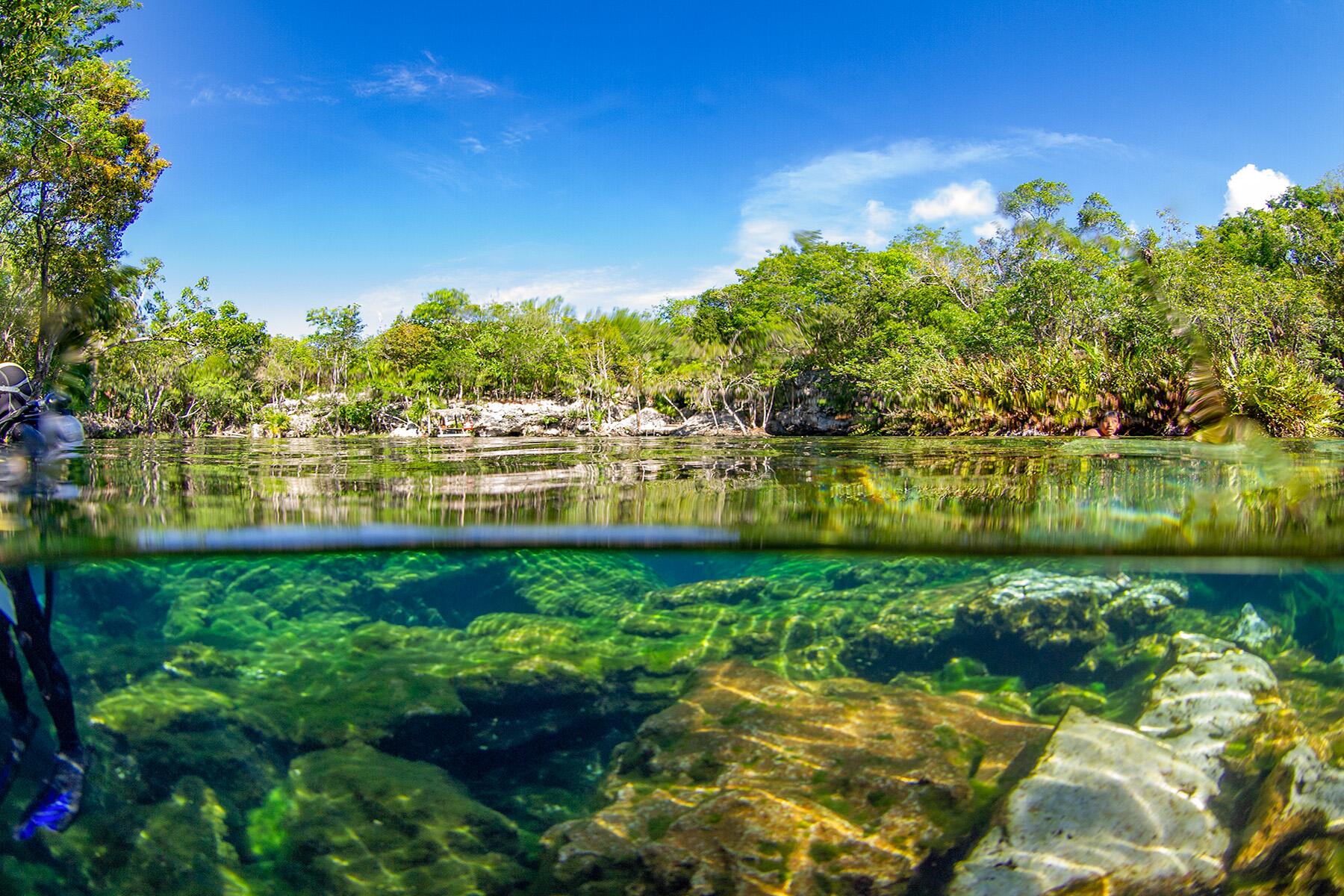 <a href='https://www.fodors.com/world/mexico-and-central-america/mexico/the-riviera-maya/experiences/news/photos/best-cenotes-to-visit-in-riviera-maya#'>From &quot;The 10 Most Magical Cenotes in the Riviera Maya: Cenote Jardín del Eden&quot;</a>