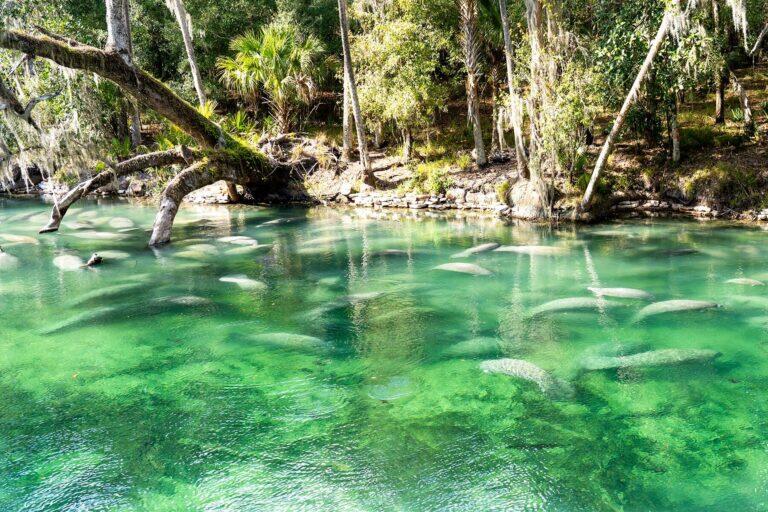 <a href='https://www.fodors.com/world/north-america/usa/florida/orlando/experiences/news/photos/best-outdoor-adventures-to-have-around-orlando-florida#'>From &quot;10 Amazing Outdoor Adventures You Can Have in Orlando: See Manatees at a Gorgeous Florida Spring&quot;</a>
