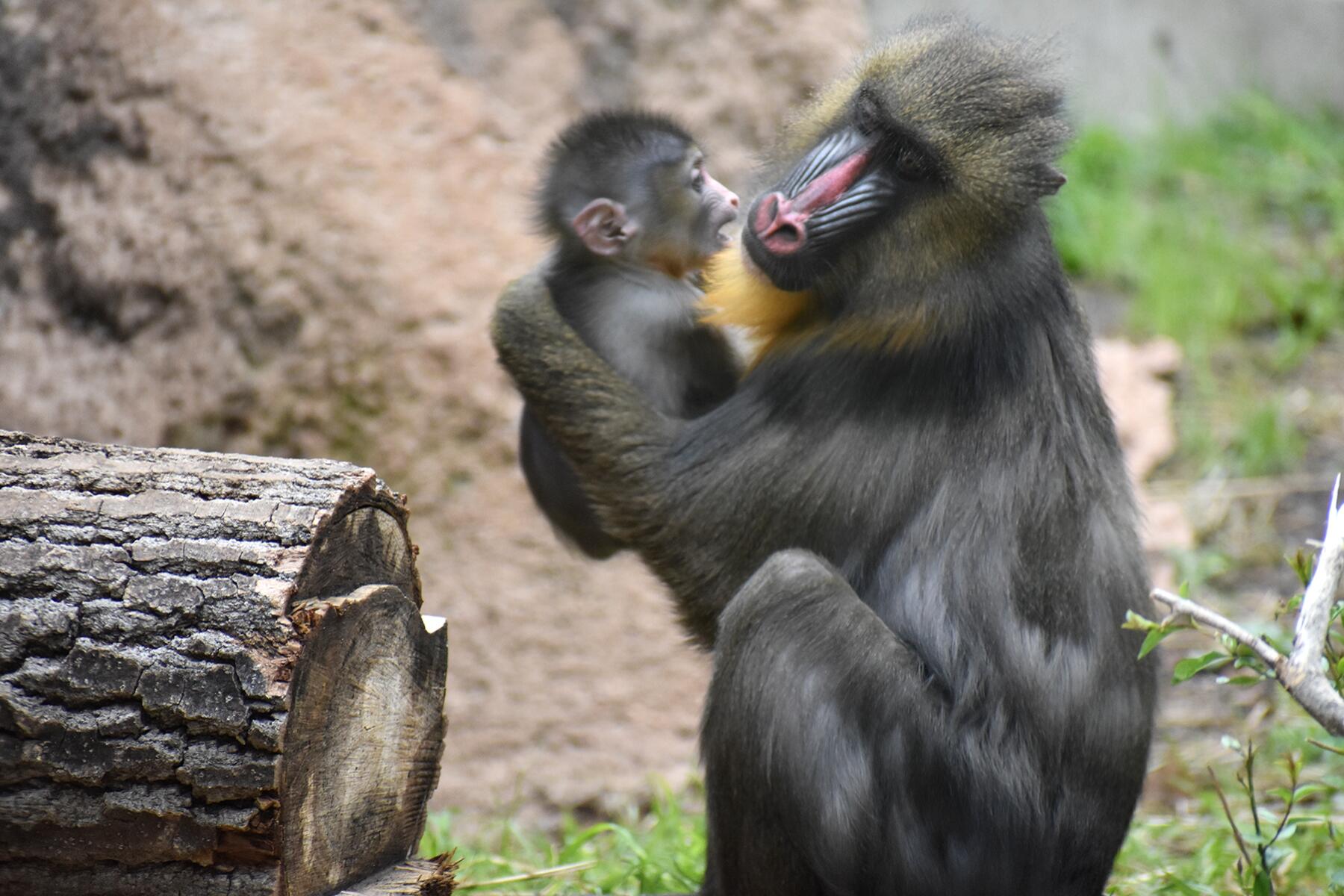 <a href='https://www.fodors.com/world/north-america/usa/colorado/denver/experiences/news/photos/best-cultural-and-sports-destinations-in-denver#'>From "Denver’s 12 Best Sports and Culture Destinations: Denver Zoo"</a>