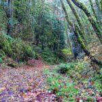 <a href='https://www.fodors.com/world/north-america/usa/oregon/portland/experiences/news/photos/best-hikes-and-walks-in-portland-oregon#'>From "The 10 Best Hikes and Walks in Portland"</a>