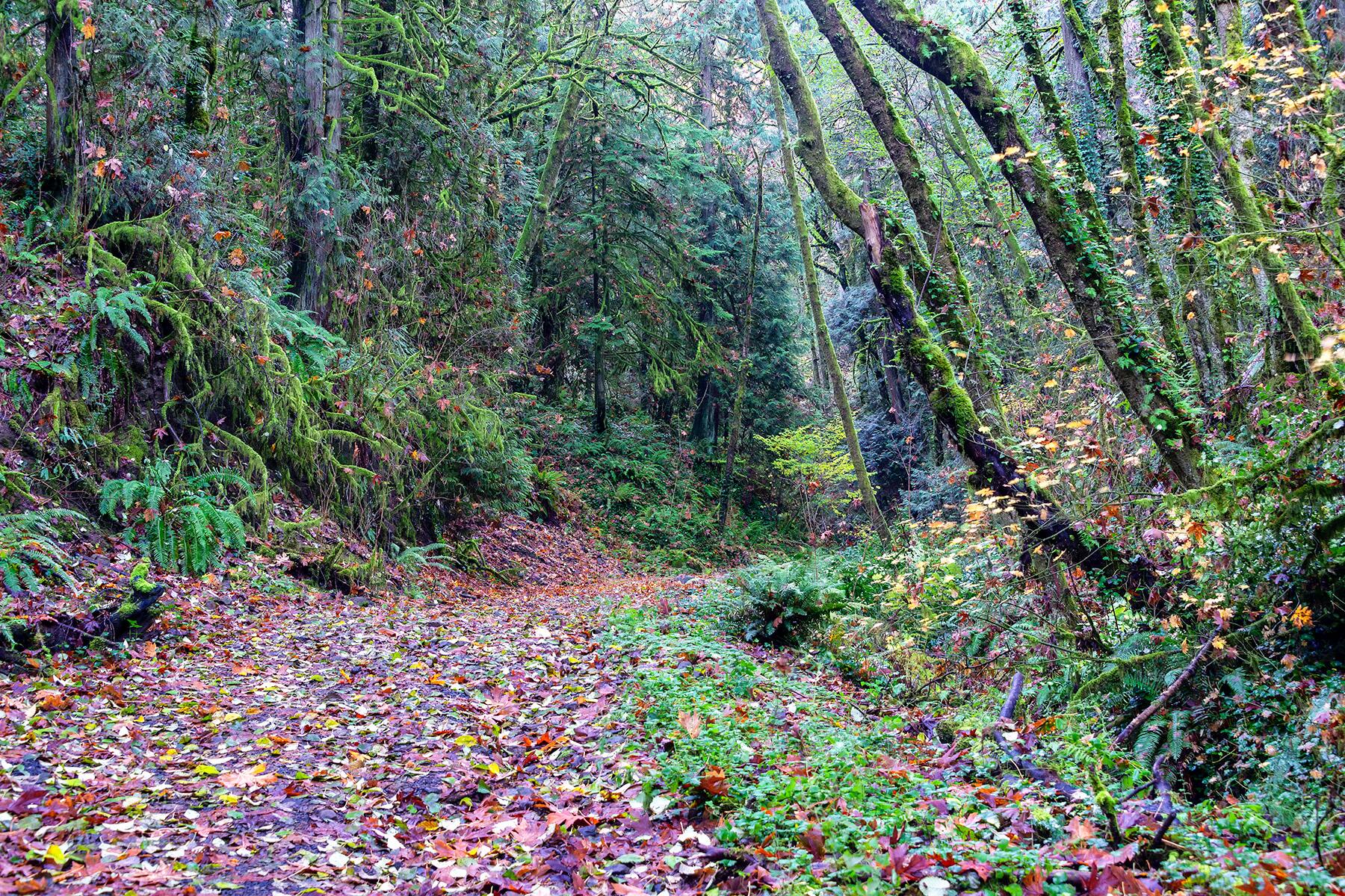 <a href='https://www.fodors.com/world/north-america/usa/oregon/portland/experiences/news/photos/best-hikes-and-walks-in-portland-oregon#'>From "The 10 Best Hikes and Walks in Portland"</a>