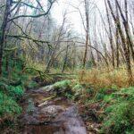 <a href='https://www.fodors.com/world/north-america/usa/oregon/portland/experiences/news/photos/best-hikes-and-walks-in-portland-oregon#'>From "The 10 Best Hikes and Walks in Portland"</a>