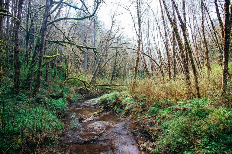 <a href='https://www.fodors.com/world/north-america/usa/oregon/portland/experiences/news/photos/best-hikes-and-walks-in-portland-oregon#'>From "The 10 Best Hikes and Walks in Portland"</a>