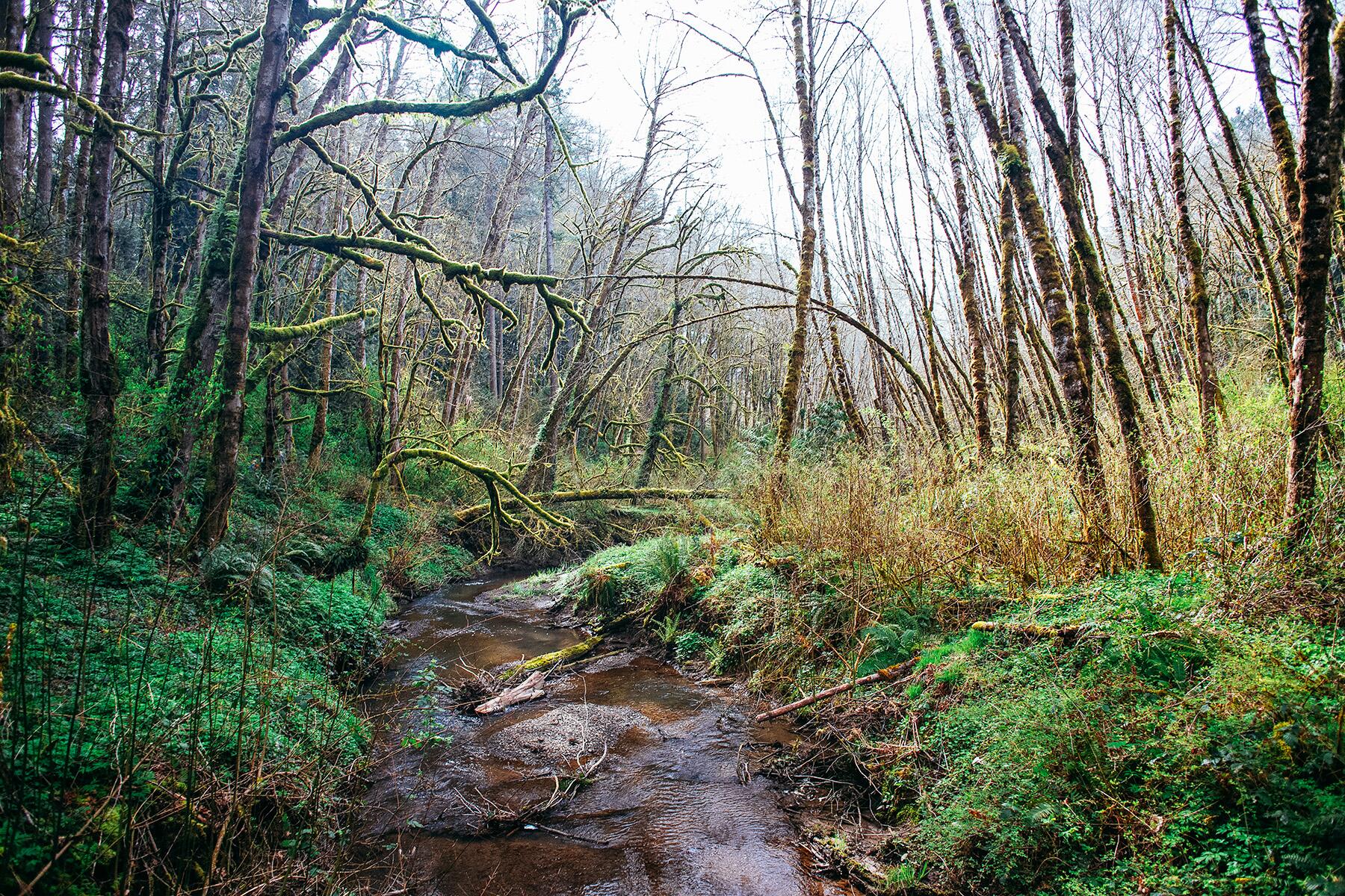 <a href='https://www.fodors.com/world/north-america/usa/oregon/portland/experiences/news/photos/best-hikes-and-walks-in-portland-oregon#'>From "The 10 Best Hikes and Walks in Portland"</a>
