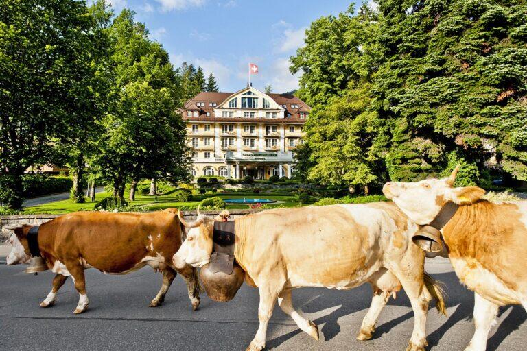 <a href='https://www.fodors.com/world/europe/switzerland/experiences/news/photos/11-ways-to-experience-switzerlands-cheese-culture#'>From "11 Ways to Experience Switzerland's Cheese Culture: Watch a Cow Parade"</a>
