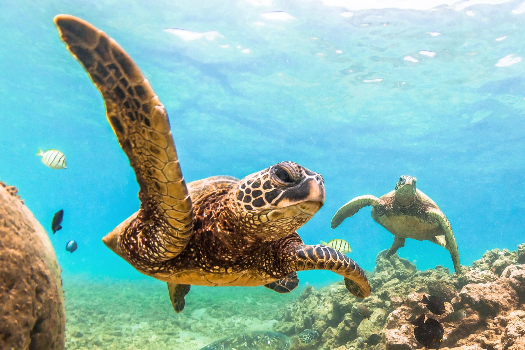 <a href='https://www.fodors.com/world/north-america/usa/hawaii/experiences/news/photos/important-things-to-know-before-traveling-to-hawaii#'>From "11 Things to Know Before Traveling to Hawaii: Know Before You Go"</a>