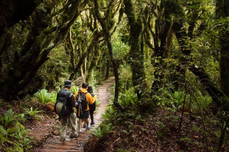 <a href='https://www.fodors.com/world/australia-and-the-pacific/new-zealand/experiences/news/photos/important-things-to-know-before-traveling-to-new-zealand#'>From "11 Things to Know Before Traveling to New Zealand"</a>