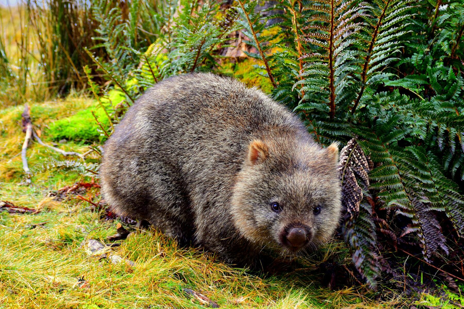 American Influencer Faces Backlash After Snatching Wombat From Its Mother