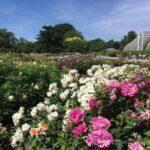 <a href='https://www.fodors.com/world/europe/england/london/experiences/news/photos/20-ultimate-things-to-do-in-london#'>From "The 15 Ultimate Things to Do in London in 2025 (And the Top Things to Avoid): Smell the Roses in Kew Gardens"</a>