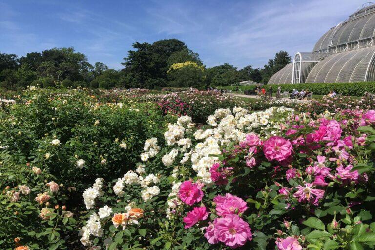 <a href='https://www.fodors.com/world/europe/england/london/experiences/news/photos/20-ultimate-things-to-do-in-london#'>From "The 15 Ultimate Things to Do in London in 2025 (And the Top Things to Avoid): Smell the Roses in Kew Gardens"</a>