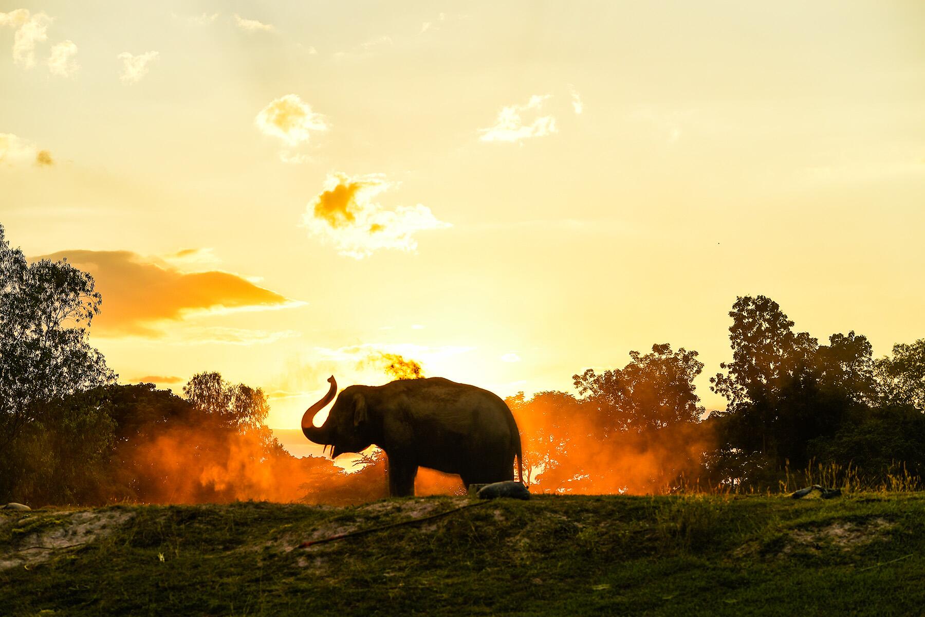 Its Time to Ban Harmful Elephant Tourism