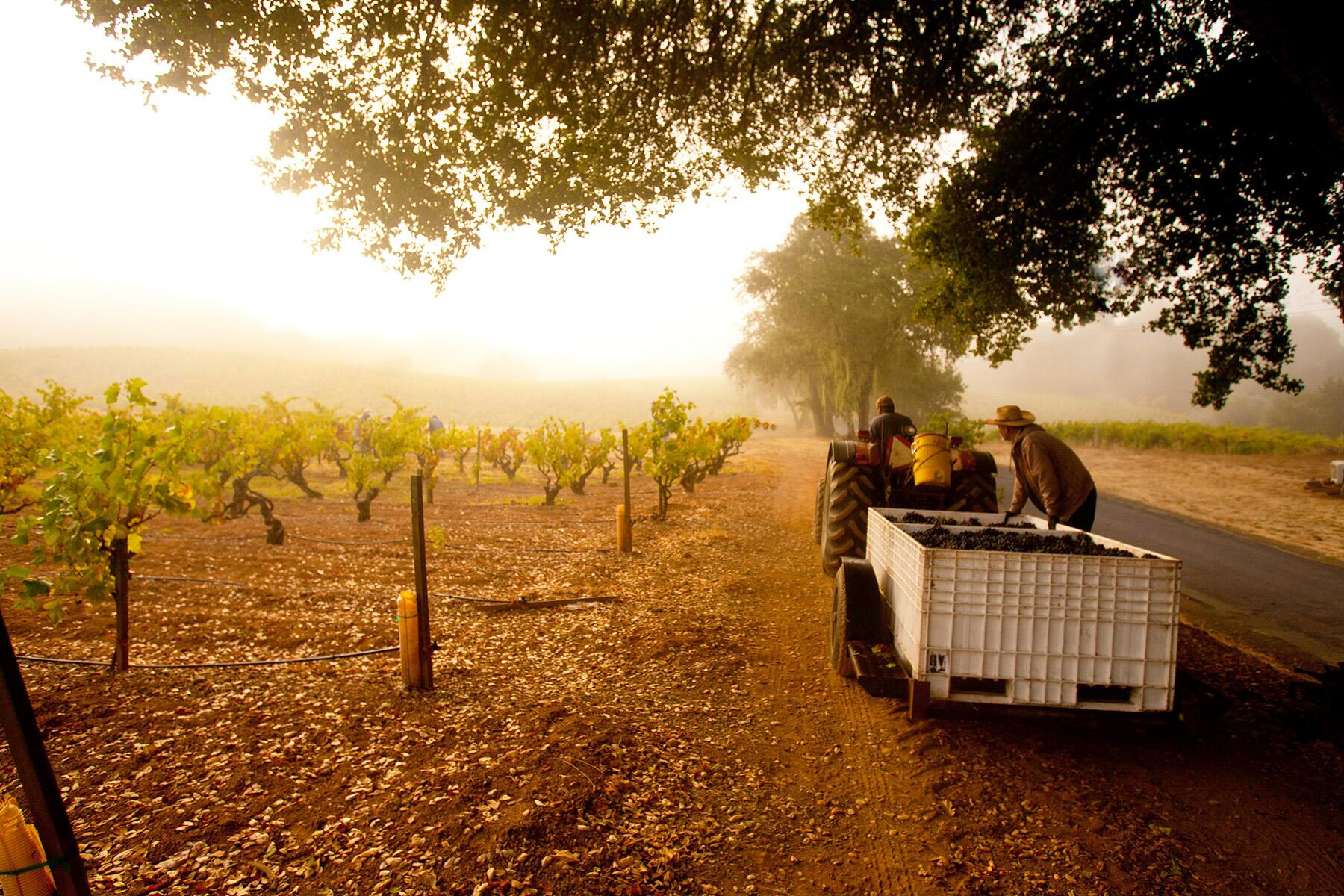 Which California Wine Region Is the Very Best?