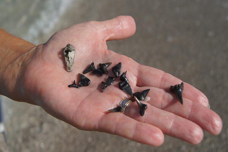 <a href='https://www.fodors.com/world/north-america/usa/florida/experiences/news/photos/venice-might-be-floridas-best-kept-and-quirkiest-secret#'>From "The Weird Florida Beach Town That’s Actually Super Cool: Hunt for Megalodon Teeth"</a>