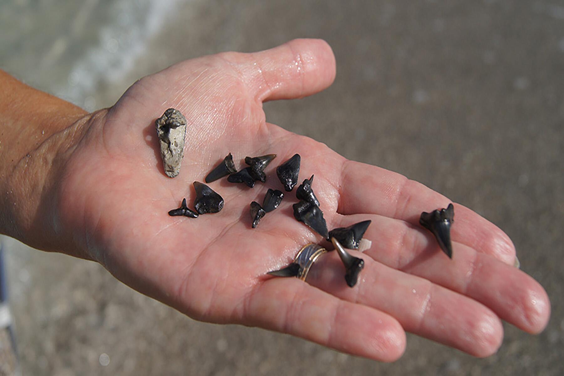 <a href='https://www.fodors.com/world/north-america/usa/florida/experiences/news/photos/venice-might-be-floridas-best-kept-and-quirkiest-secret#'>From "The Weird Florida Beach Town That’s Actually Super Cool: Hunt for Megalodon Teeth"</a>