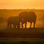 <a href='https://www.fodors.com/go-list/2026/africa-middle-east#ol-pejeta-conservancy'>Fodor’s Go List 2026: Ol Pejeta Conservancy, Kenya</a>