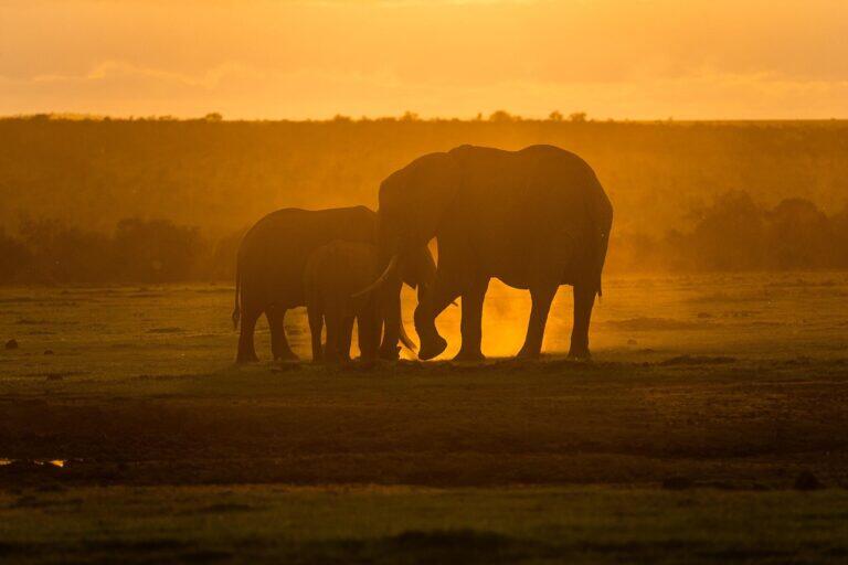 <a href='https://www.fodors.com/go-list/2026/africa-middle-east#ol-pejeta-conservancy'>Fodor’s Go List 2026: Ol Pejeta Conservancy, Kenya</a>
