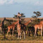 <a href='https://www.fodors.com/go-list/2026/africa-middle-east#ol-pejeta-conservancy'>Fodor’s Go List 2026: Ol Pejeta Conservancy, Kenya</a>