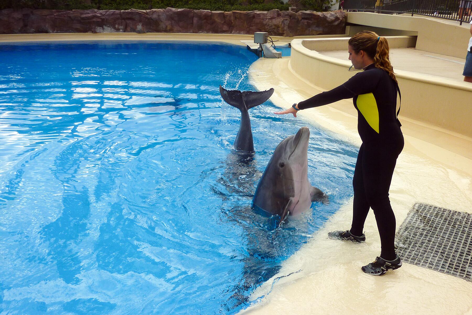 <a href='https://www.fodors.com/world/north-america/usa/nevada/las-vegas/experiences/news/photos/things-you-cant-do-in-las-vegas-anymore#'>From "10 Things You Can't Do in Las Vegas Anymore: Things We Don't Miss: Watching Animals in Captivity"</a>