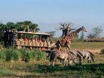 A Very Wild Time &#x2014; Passengers journey through the &#x201c;wild&#x201d; savannah