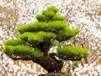 bonsai tree on white magnolia background at Hallim Park of Jeju island Korea