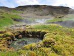 Hot spring area with yellow flowers, reykjavik, Iceland.